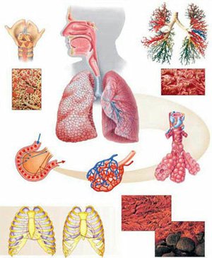 Причины заболеваний органов дыхательной системы